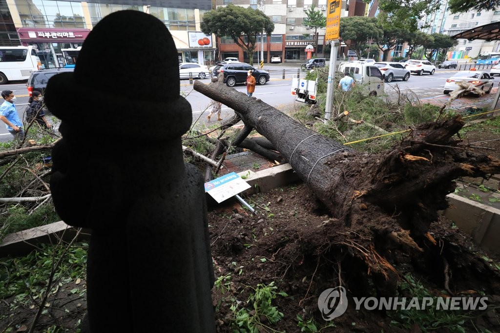 资料图片：9月3日上午，台风“美莎克”将济州道济州市的行道树连根拔起 韩联社