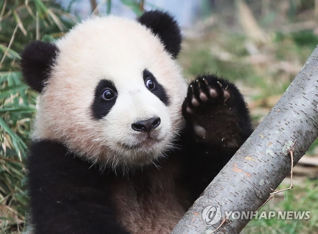 韩爱宝乐园春节期间举行熊猫主题拍照活动