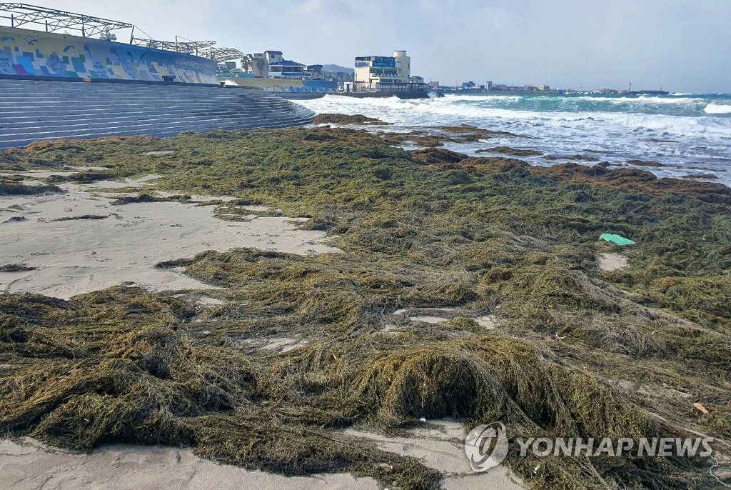 资料图片：1月18日，在济州市三阳海水浴场，大量铜藻覆盖海滩。 韩联社/济州市供图（图片严禁转载复制）