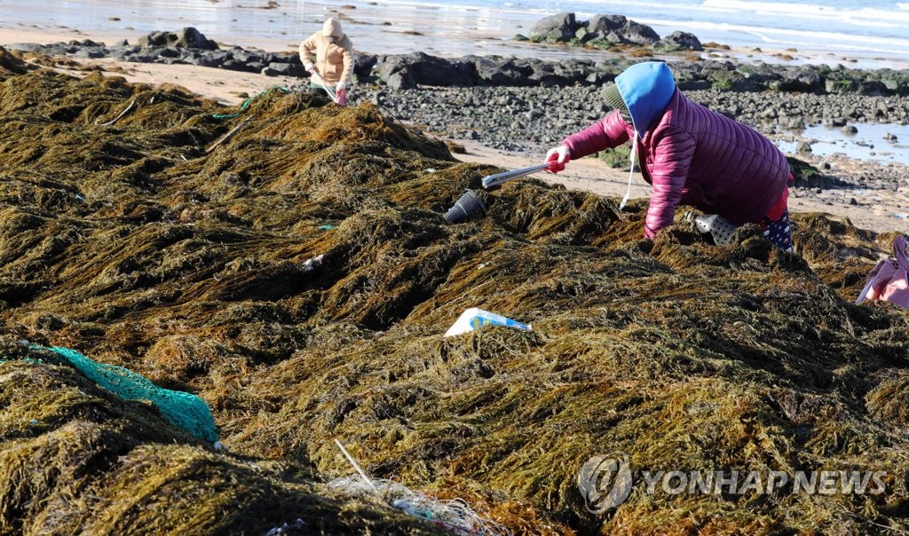 1月19日,在济州道济州市梨湖海水浴场,
事情
职员在断根铜藻。 韩联社