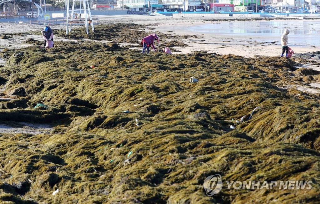 资料图片：1月19日，在济州市梨湖海水浴场，工作人员清理铜藻中混入的海洋垃圾。 韩联社