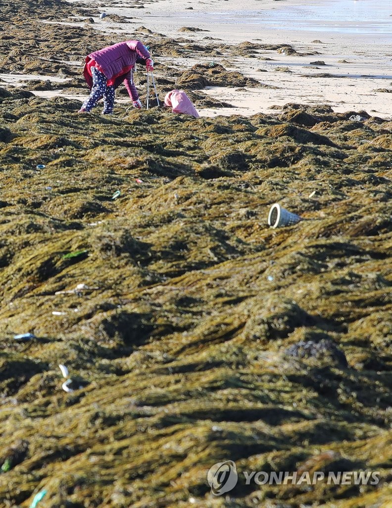 资料图片：1月19日，在济州市梨湖海水浴场，工作人员清理铜藻中混入的海洋垃圾。 韩联社（图片严禁转载复制）