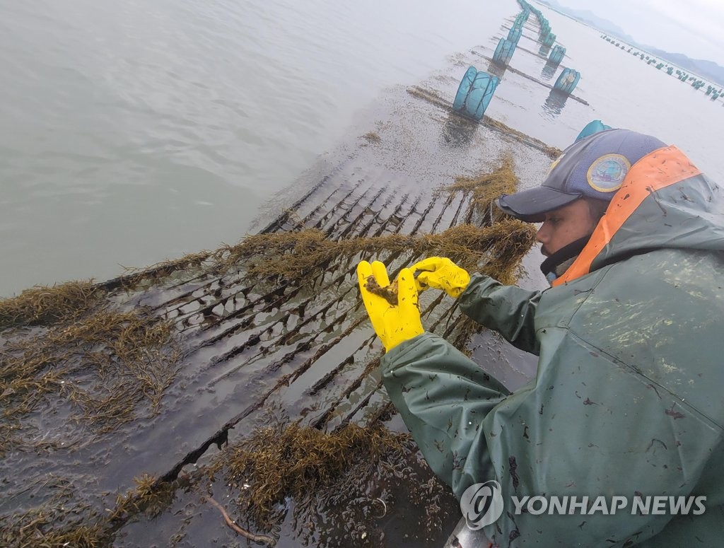 韩海水部全力应对自华流入铜藻