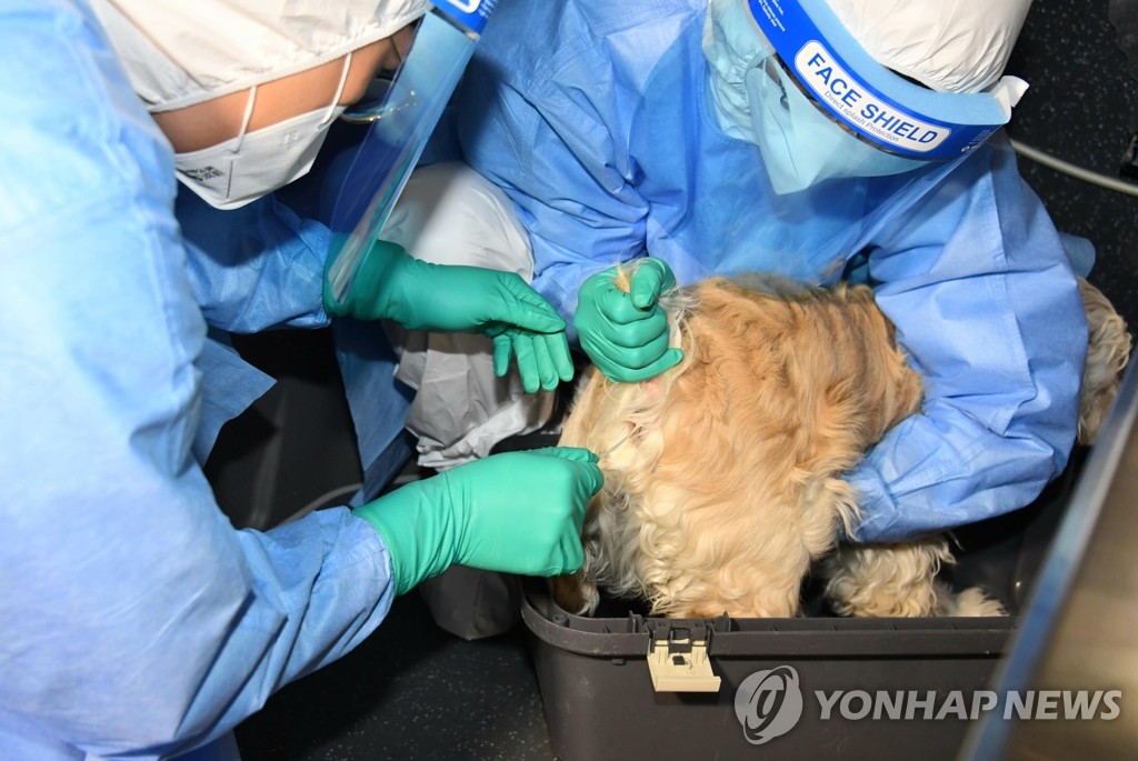资料图片：2月10日，在首尔江北区，防疫人员为宠物犬实行新冠病毒核酸检测。 韩联社