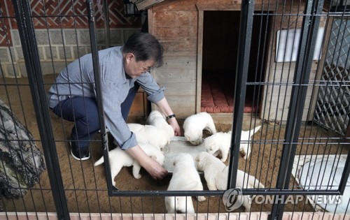 资料图片：2021年7月3日，韩国前总统文在寅在社交网站上传其照顾丰山犬的照片。 韩联社/青瓦台供图（图片严禁转载复制）