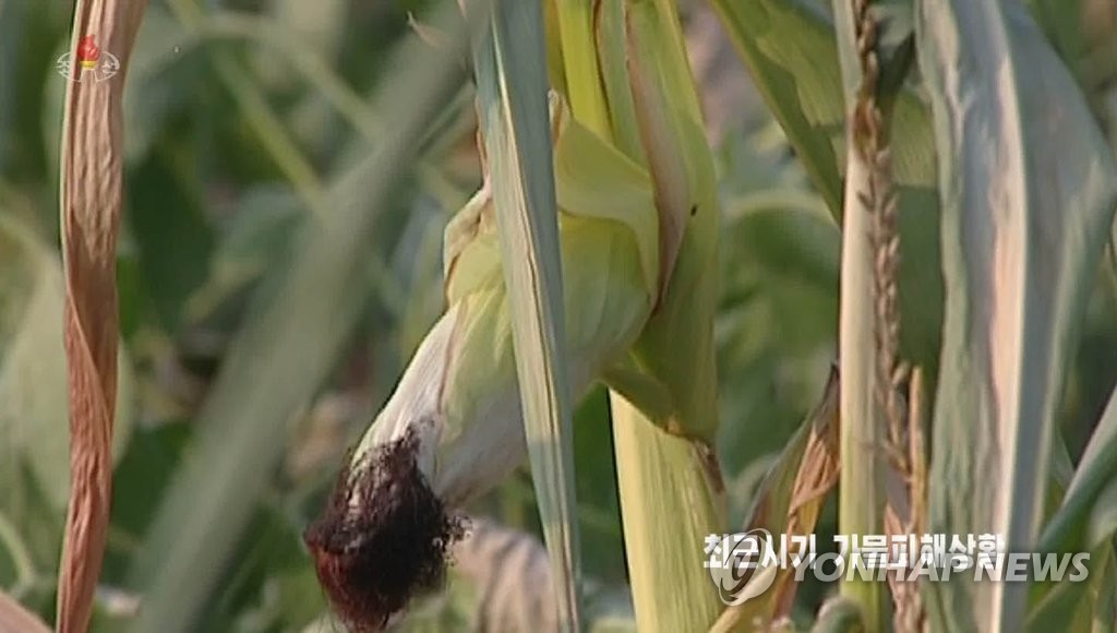 资料图片：7月16日，朝鲜中央电视台报道各地旱情及受灾情况。 韩联社/朝鲜中央电视台报道画面截图（图片仅限韩国国内使用，严禁转载复制）