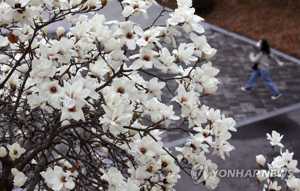 贈り物 木莲花开春意浓| 韩联社 工芸品
