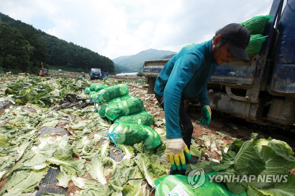 资料图片：外籍劳工采收白菜。 韩联社