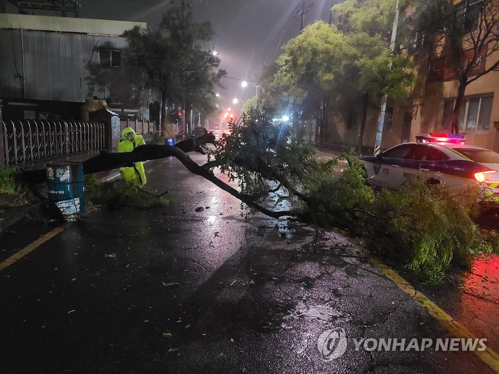 9月6日，在釜山市江西区，第11号台风“轩岚诺”将路边树木刮倒，图为警方人员清理现场。 韩联社/釜山警察厅供图（图片严禁转载复制）
