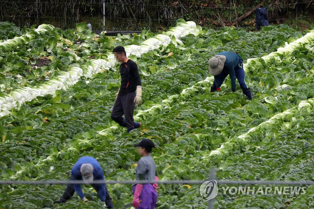 资料图片：10月3日，在江原道洪川郡内面高海拔冷凉地区，外国劳动者正在收获秋白菜。 韩联社