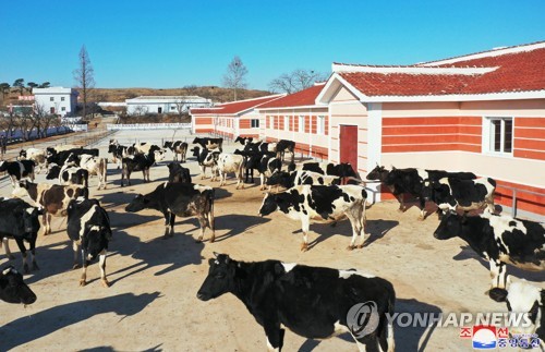朝鲜奶牛场完成现代化改造