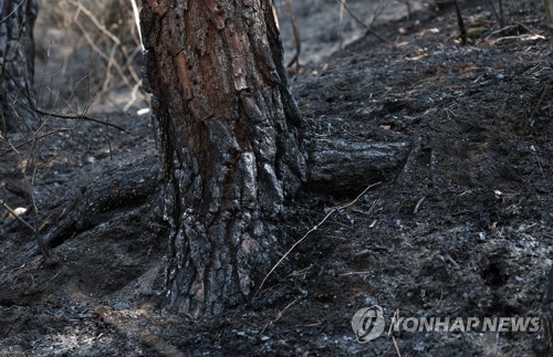 详讯：韩南部陜川山火再起 主要火势已扑灭
