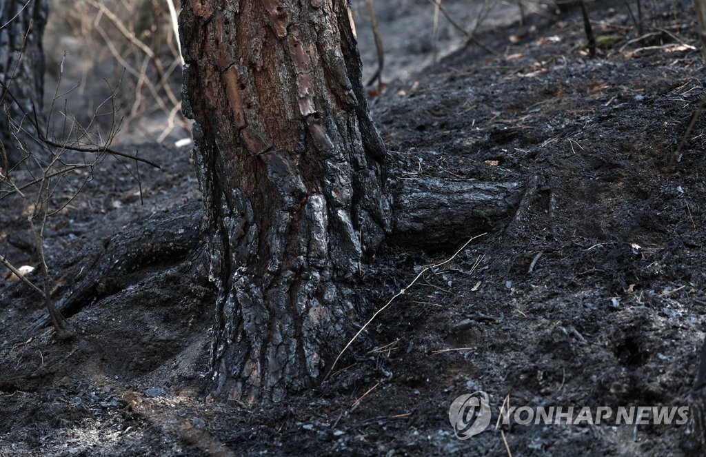 资料图片：3月9日，庆尚南道陜川郡的森林火灾明火被扑灭。图为被火烧焦的大树。 韩联社