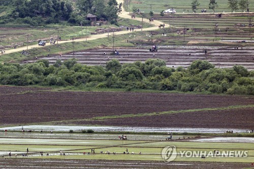 朝鲜开城农民插秧
