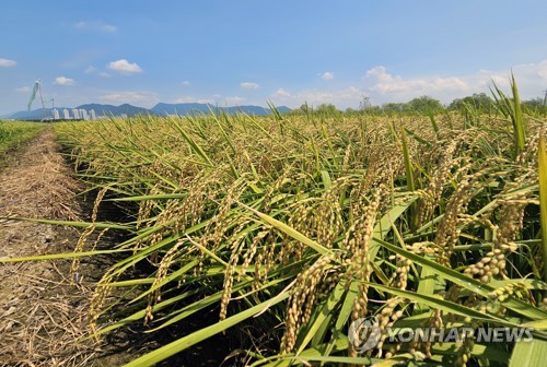 韩国水稻年种植面积跌至历年最低