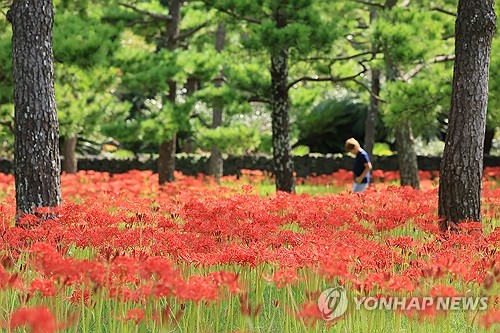 石蒜缤纷绽放
