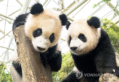 大熊猫双胞胎将迎周岁