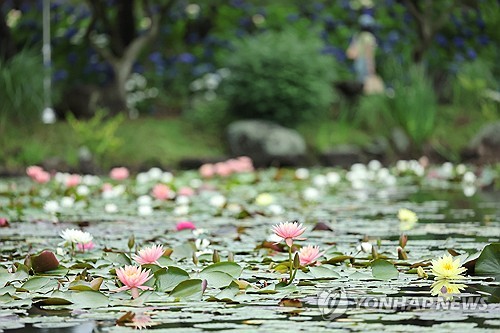 济州莲花盛开