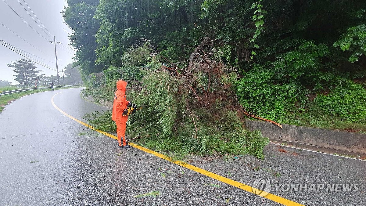 资料图片：7月2日，在江原道横城郡隅川面，暴雨及大风天气导致行道树倒伏在公路上。图为消防员进行清障工作。 韩联社/江原特别自治道消防本部供图（图片严禁转载复制）