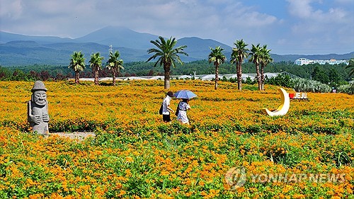 济州：黄秋英绽放