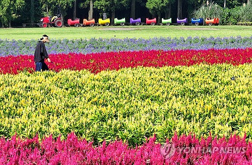 多彩花田