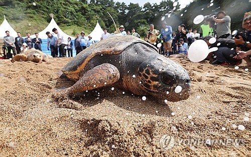 放归大海