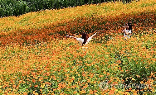 金黄花海