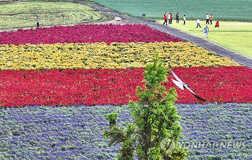 济州秋花绽放