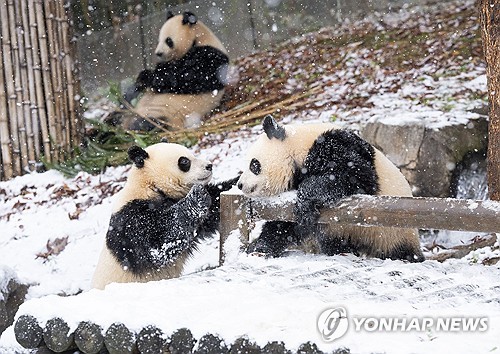 熊猫双胞胎尽情玩雪