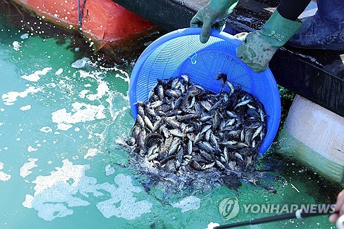 폰테크 달인 양식어류 고수온 폐사량, 작년의 17%…긴급방류로 피해 줄어 