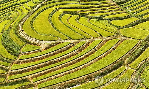 “올해 쌀 작황 작년보다 좋을 듯”…단위 생산량 증가 – 폰테크 달인