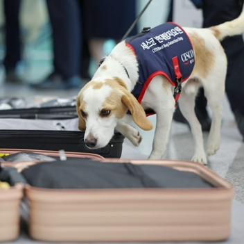 韩国首只臭虫嗅探犬